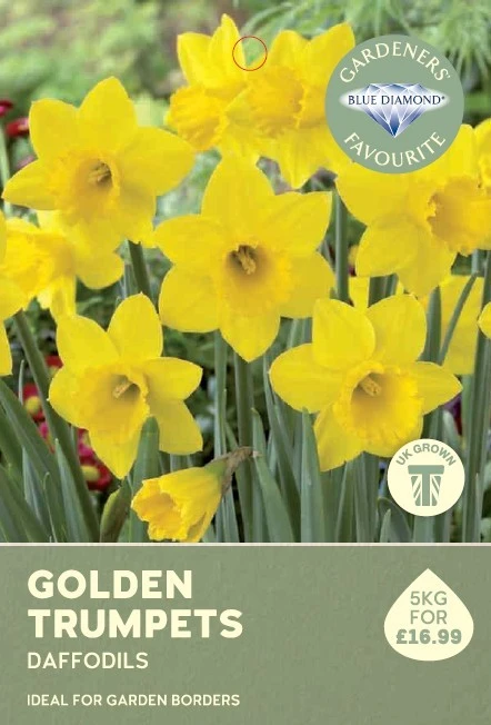 Narcissi Golden Trumpets 5KG