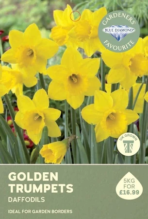 Narcissi Golden Trumpets 5KG