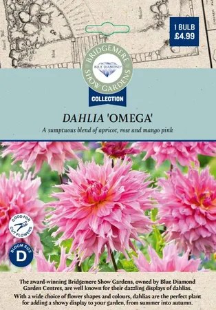Dahlia Omega - image 2