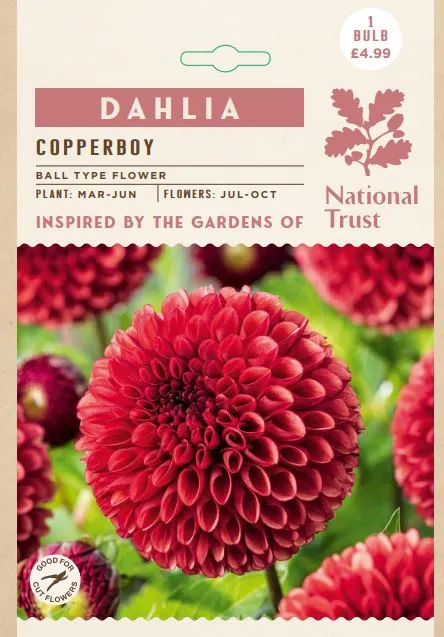 Dahlia Copper Boy
