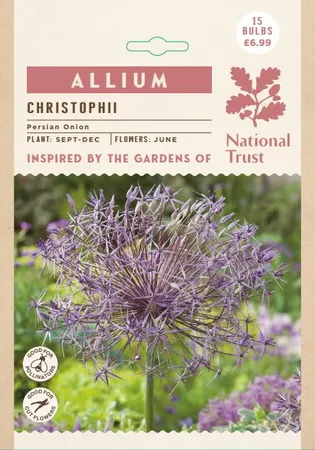 Allium Christophii GF - image 2