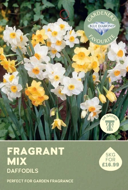 Narcissi Fragrant Mix 5KG