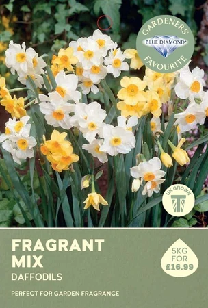 Narcissi Fragrant Mix 5KG
