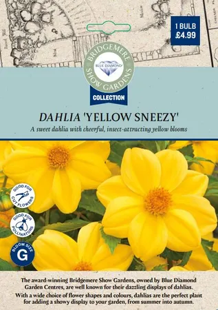 Dahlia Yellow Sneezy - image 2