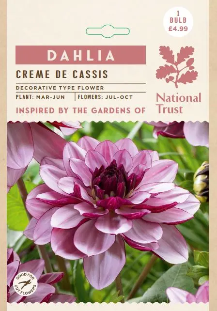 Dahlia Creme de Cassis