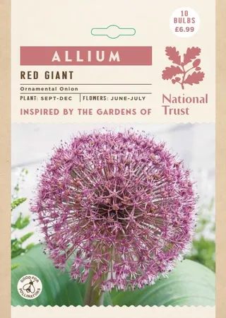 Allium Red Giant NE - image 2