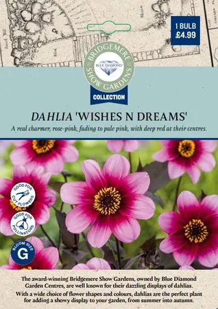 Dahlia Wishes and Dreams - image 2