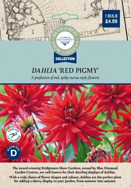 Dahlia Red Pigmy - image 1