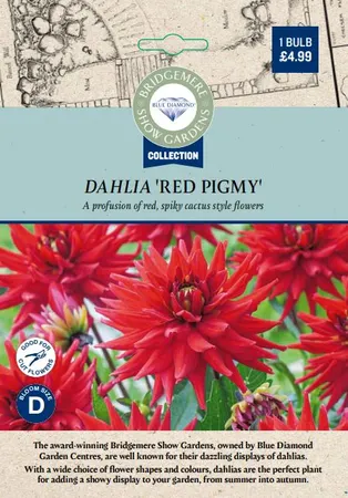 Dahlia Red Pigmy - image 2