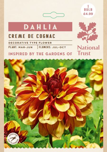 Dahlia Creme de Cognac
