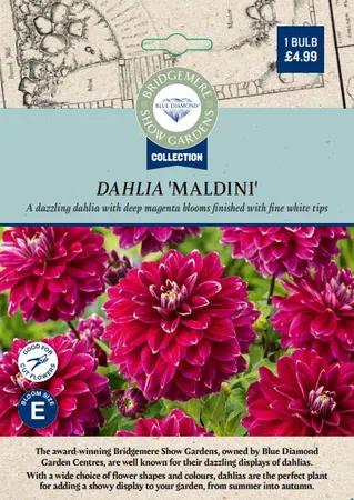 Dahlia Maldini - image 1