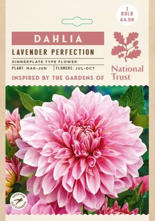 Dahlia Lavender perfection