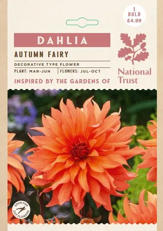 Dahlia Autumn Fairy