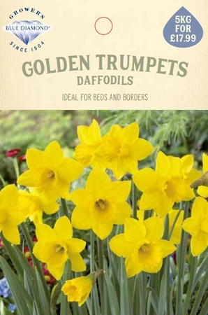 Narcissi Golden Trumpets 5Kg - image 1
