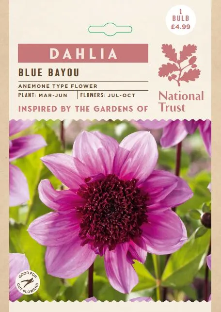 Dahlia Blue Bayou