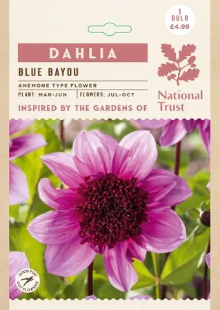 Dahlia Blue Bayou