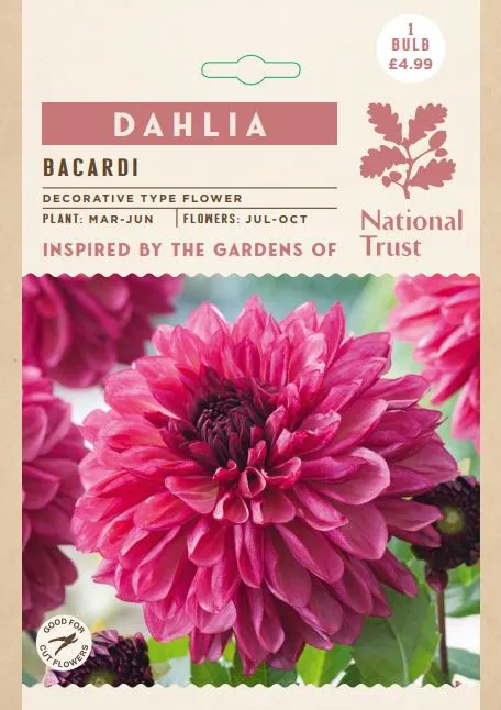 Dahlia Bacardi