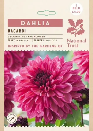 Dahlia Bacardi