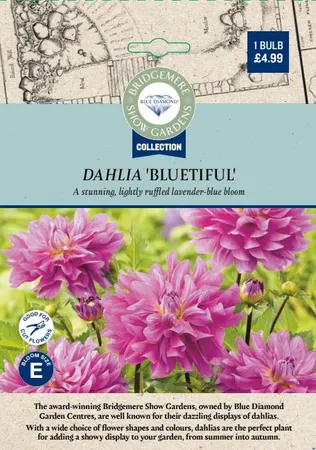Dahlia Bluetiful