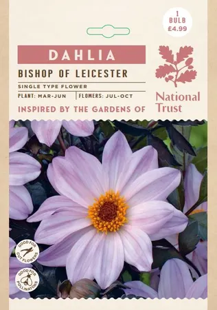 Dahlia Bishop of Leicester