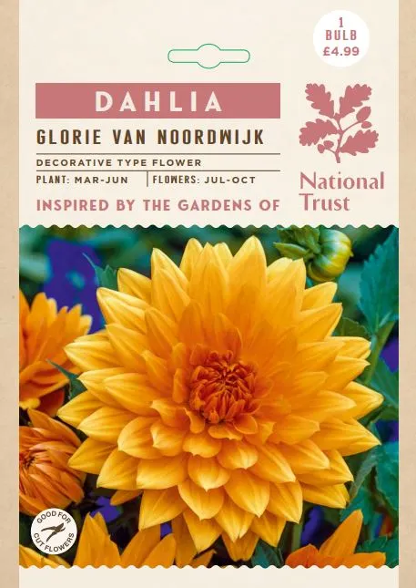 Dahlia Glorie van Noordwijk