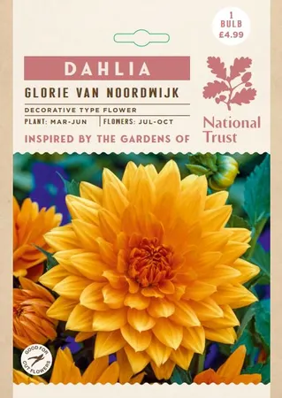 Dahlia Glorie van Noordwijk