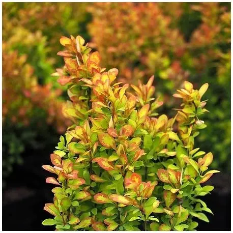 Berberis Thunb Summer Sunset 3L - image 1