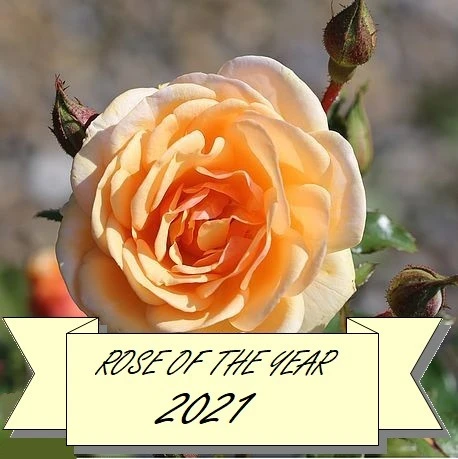 Belle Du Jour FL ROTY 2021