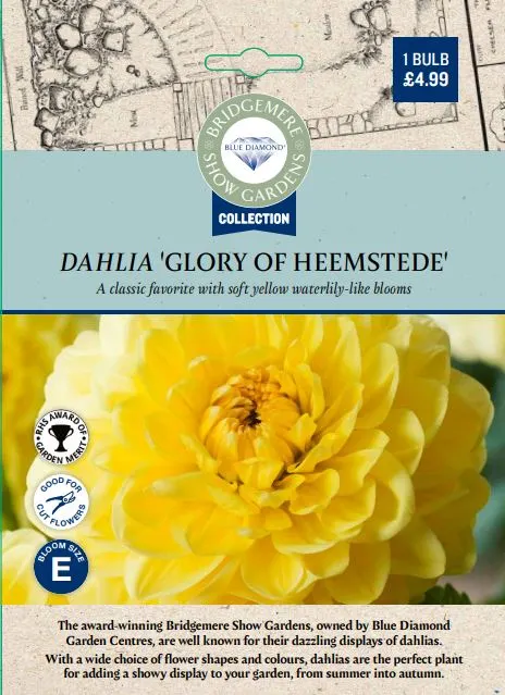 Dahlia Glory of Heemstede - image 1