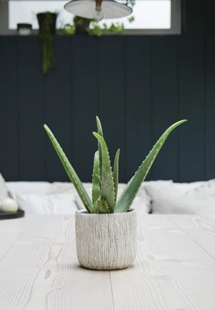 Carved Indoor Pot 10CM