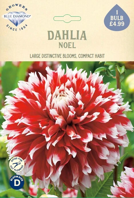 Dahlia Noel