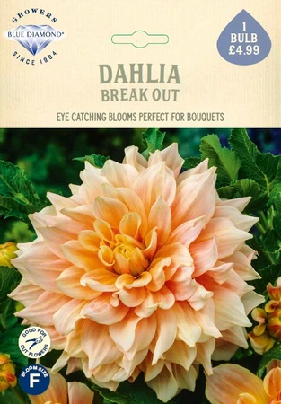 Dahlia Break Out