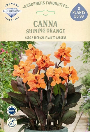 Canna Shining Orange