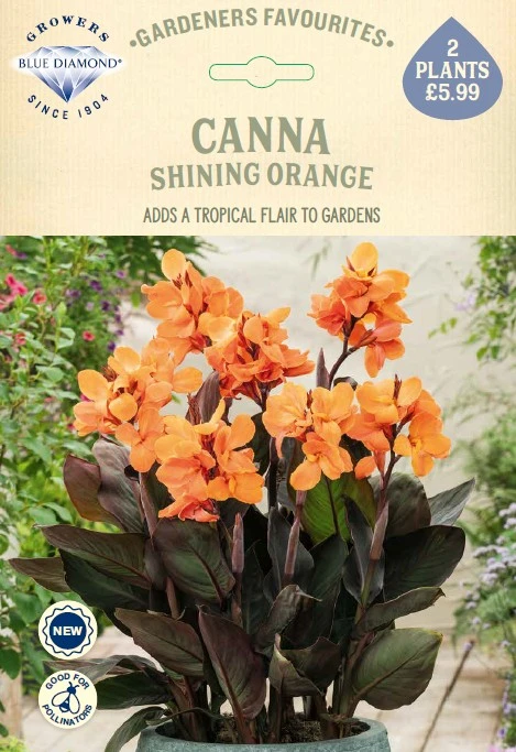 Canna Shining Orange