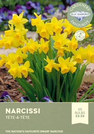 Narcissi Tete A Tete
