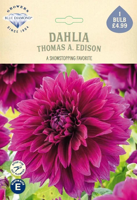 Dahlia Thomas A. Edison