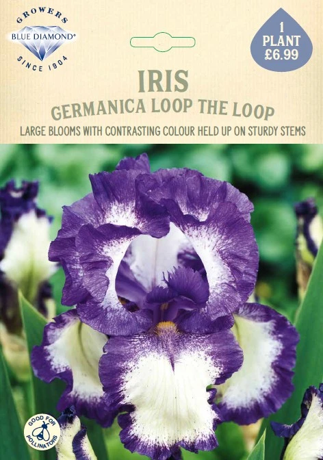 Iris Germanica Loop the Loop