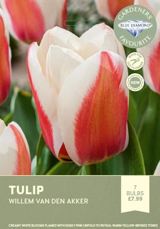 Tulip Willem van den Akker
