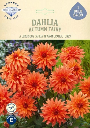 Dahlia Autumn Fairy