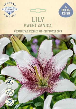 Lilium Sweet Zanica