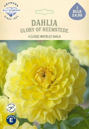 Dahlia Glory of Heemstede