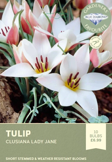 Tulip Clusiana Lady Jane GFR