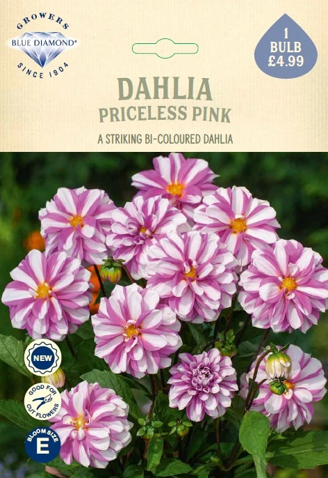 Dahlia Priceless Pink