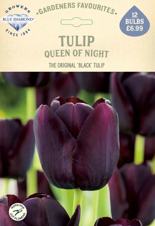 Tulip Queen of Night GF - image 1