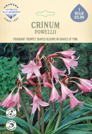 Crinum x Powellii