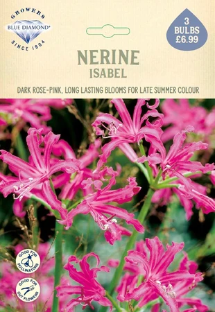 Nerine bowdenii Isabel - image 1