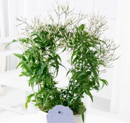 Jasmine 12Cm - image 2