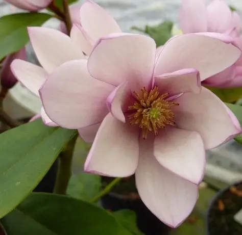 Magnolia Fairy Blush 7.5L - image 1