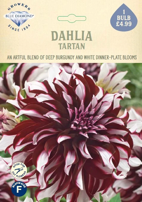 Dahlia Tartan - image 1