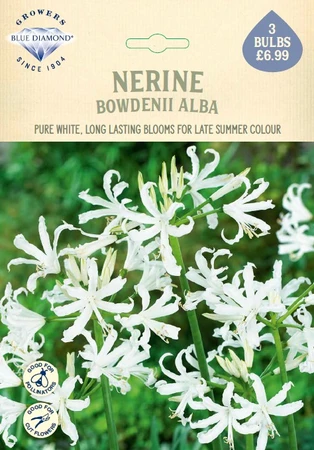 Nerine bowdenii Alba